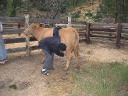 Rich Cabins Cow Milking
